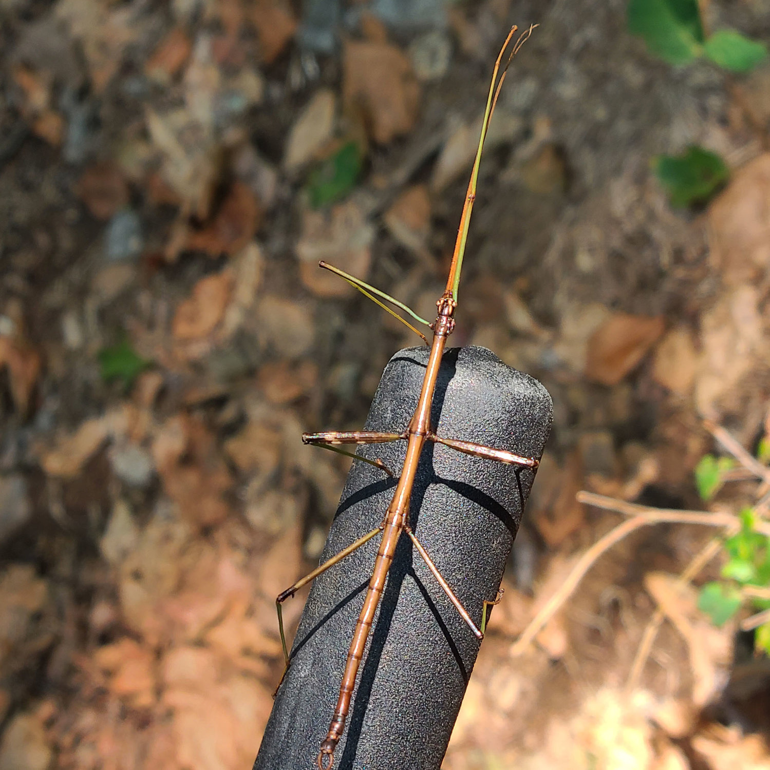 This walkingstick was also found in September and made its way onto a tool handle during a field trip. This individual shows a mostly brown color with a little bit of green; I find maybe a couple per year, mostly on oak tree trunks. Other characteristics include a thorax, which is about half the body length, and long antennae. ..This individual is missing a right foreleg. Depending on the season, walkingsticks can regenerate a limb fully or partially. Walkingsticks may sacrifice a leg to escape a predator.